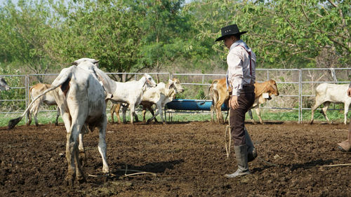 Horse standing in ranch