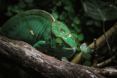 Close-up of chameleon on tree