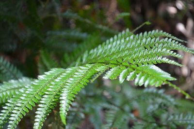 Close-up of leaves