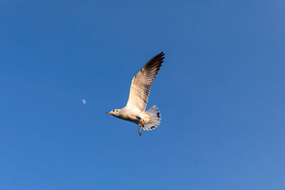 Low angle view of seagull flying against clear blue sky