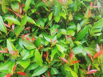 High angle view of plants