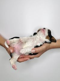 Dog lying on hand against white background