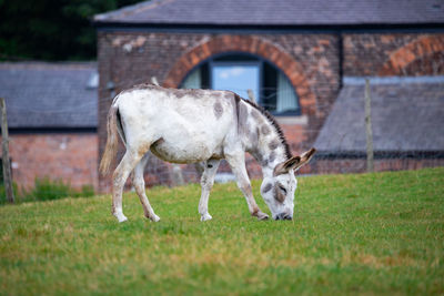 Horse grazing in a field