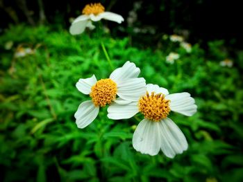 Close-up of flowers blooming outdoors