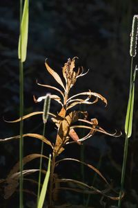 Close-up of plant against blurred background