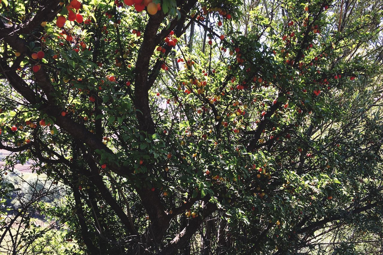 low angle view, growth, tree, leaf, branch, green color, nature, day, beauty in nature, outdoors, freshness, tranquility, full frame, green, sky, lush foliage, scenics, solitude, high section, no people, growing, remote