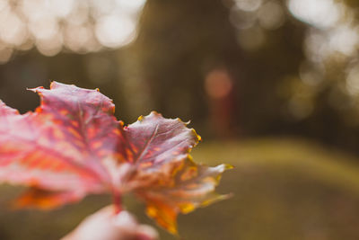 Close-up of maple leaves