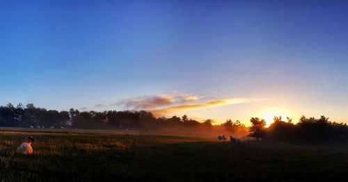 Sheep relaxing on grassy field against sky during sunset