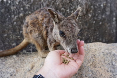 Rock wallaby