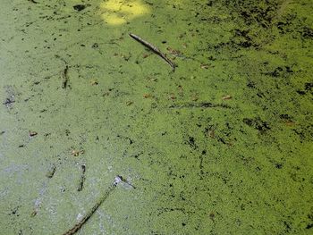 High angle view of animal floating on water