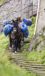 View of horse on field