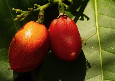 Close-up of strawberries