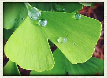 Close-up of water drops on leaves