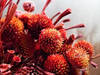 Close-up of fruits