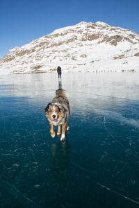 Portrait of dog on frozen sea against sky