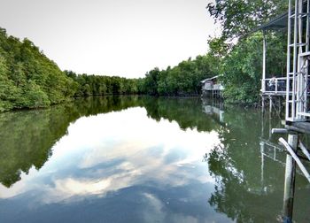 Reflection of trees in water