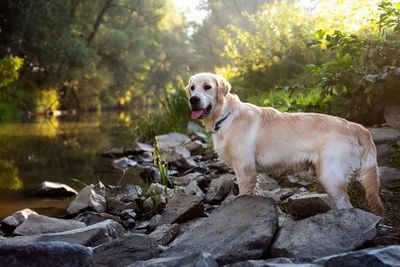 Dog running on rock