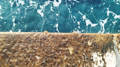 High angle view of animal in swimming pool