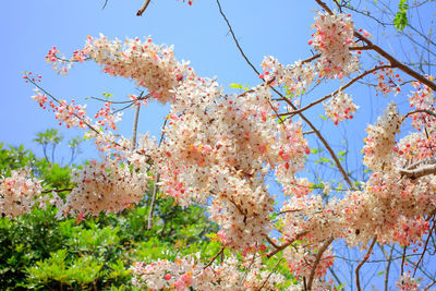 Low angle view of cherry blossoms against sky