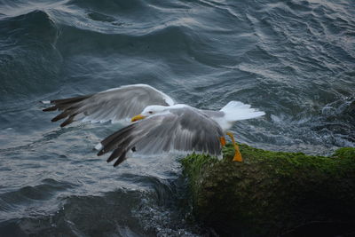 High angle view of seagull flying over sea