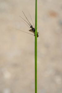 Close-up of insect on grass