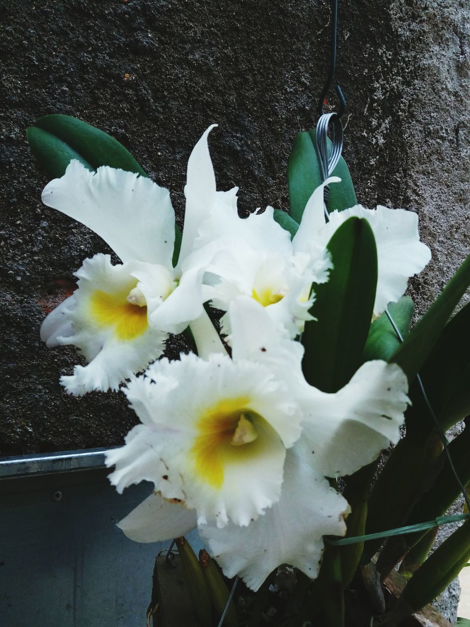 flower, petal, fragility, white color, flower head, nature, freshness, beauty in nature, close-up, day, outdoors, plant, no people, growth, blooming