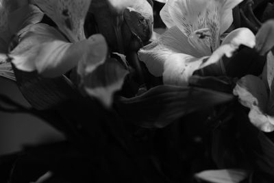 Close-up of day lily