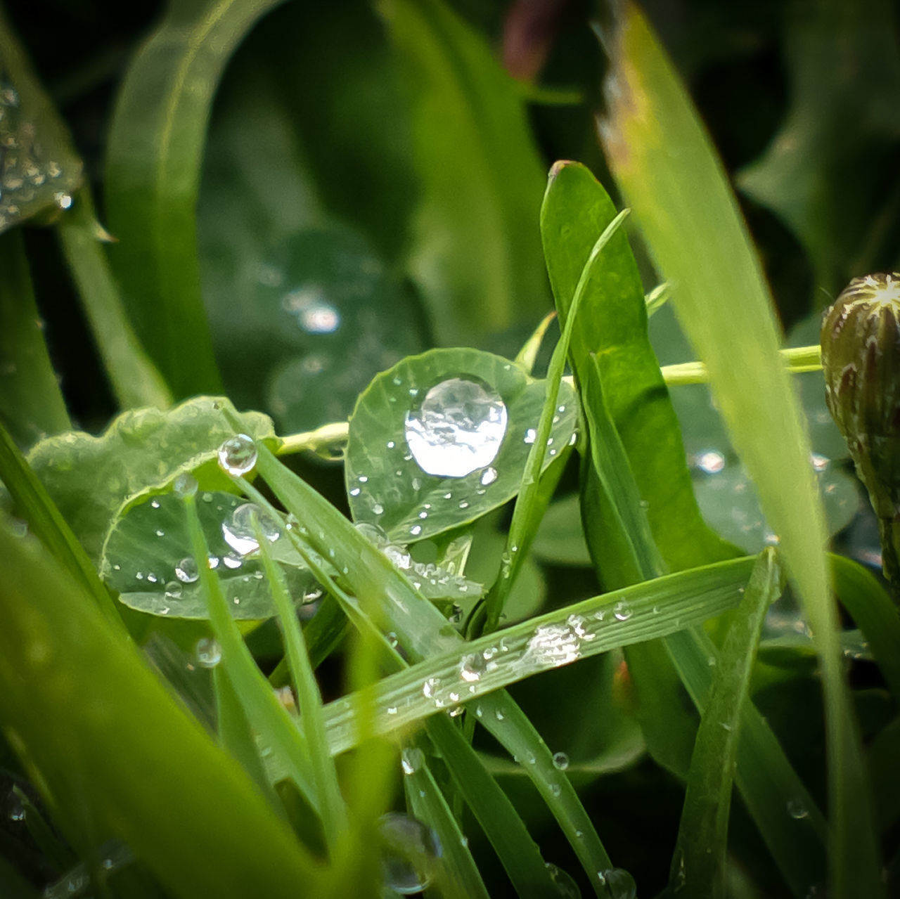 CLOSE-UP OF WATER DROPS ON PLANT