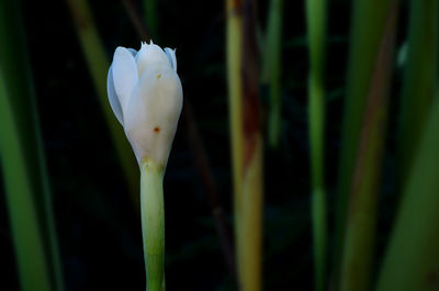 Close-up of flower