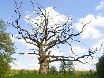 Bare trees on field