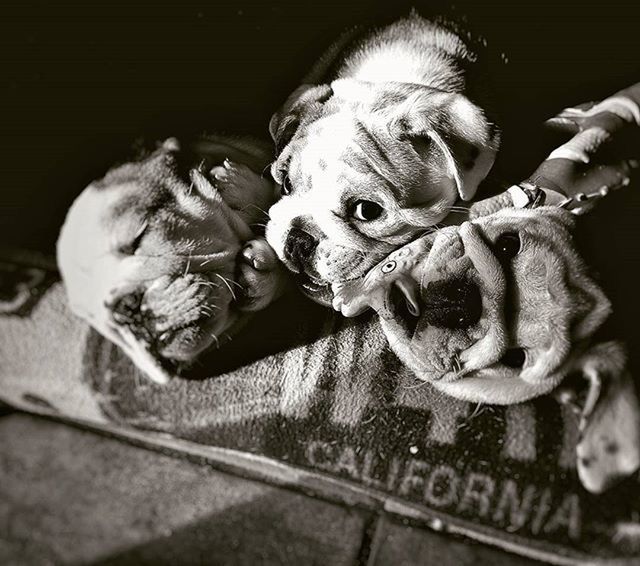 animal themes, pets, domestic animals, dog, one animal, mammal, indoors, two animals, close-up, togetherness, relaxation, young animal, animal head, home interior, cute, looking at camera, focus on foreground, resting, portrait, high angle view