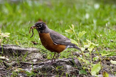 Close-up of bird perching on field