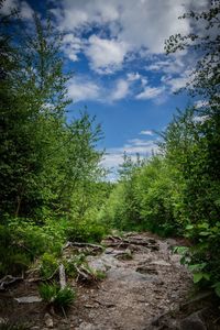 Trees in forest against sky