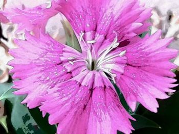 Close-up of pink flower