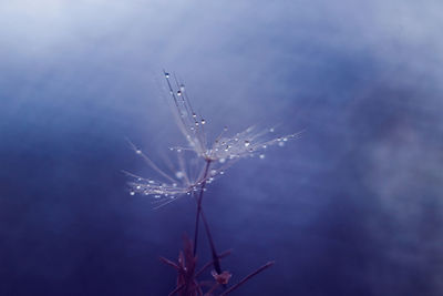 Close-up of wet plant