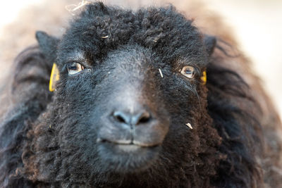 Close-up portrait of a animal