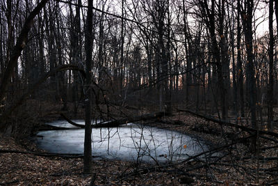 Bare trees in forest