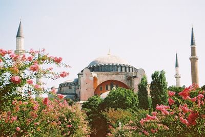 Hagia sophia with pink flowers on foreground