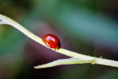 Close-up of spotless ladybug on leaf