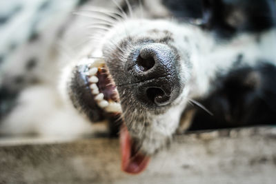 Close-up of dog