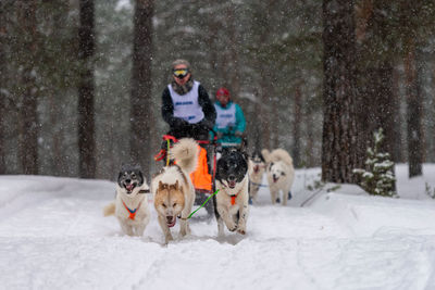 Dogs on snow covered trees during winter