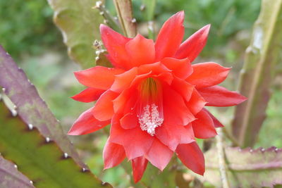 Close-up of water drops on red rose