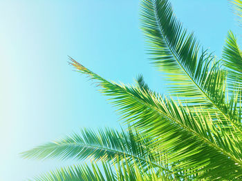 Low angle view of palm tree leaves against sky