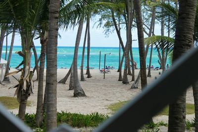 Palm trees on beach against sky