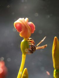 Close-up of yellow flower against blurred background