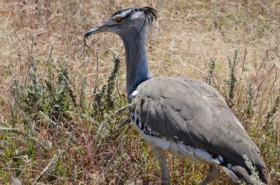 Side view of a bird on field