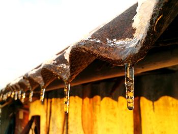 Close-up of icicles on roof