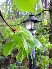 Plant growing in forest