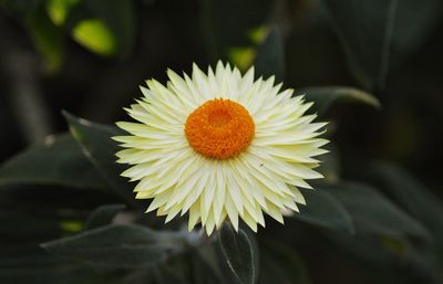 Close-up of white flower