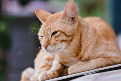Close-up of a cat looking away